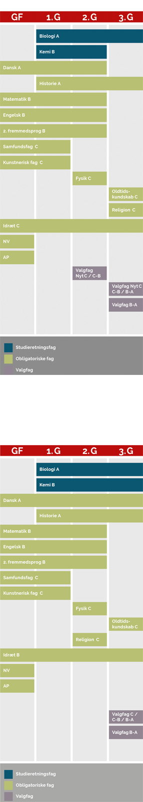 En grafisk model der viser, hvornår du har hvilke fag på denne studieretning. Af modellen fremgår følgende: 
Biologi på A-niveau, som er et studieretningsfag, har du både i  1g., 2.g og 3.g.
Kemi på B-niveau, som er et studieretningsfag, har du i 1.g og 2.g.
Matematik på B-niveau, som er et obligatorisk fag, har du i grundforløb, 1.g og 2.g
Dansk på A-niveau, som er et obligatorisk fag, har du både i grundforløb, 1.g, 2.g og 3.g.
Historie på A-niveau, som er et obligatorisk fag, har du i 1.g, 2.g og 3.g.
Engelsk og 2.  fremmedsprog på B-niveau, som begge er obligatoriske fag, har du i grundforløb, 1.g og 2.g
Samfundsfag og kunstnerisk fag på C-niveau, som begge er obligatoriske fag, har du i grundforløb og 1.g
Fysik på C-niveau, som er et obligatorisk fag, har du kun i 2.g.
Oldtidskundskab og religion på C-niveau, som er obligatoriske fag, har du i 3.g
Idræt på C-niveau, som er et obligatorisk fag, har du i grundforløb, 1.g, 2.g og 3.g.
NV og AP, som er obligatoriske fag, har du kun i grundforløb.
I 2.g har du et valgfag, som enten er et nyt C-niveau-fag eller et fag du hæver fra C-niveau til B-niveau. Derudover har du i 3.g to valgfag, som kan være et nyt valgfag på C-niveau, et C-niveau-fag, du hæver til B-niveau eller et valgfag, du hæver fra B-niveau til A-niveau.
